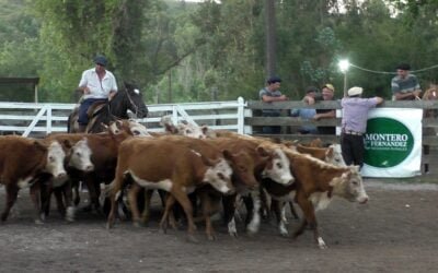Ágil, firme y tonificado el mercado en el Campanero, con Montero & Fernández.