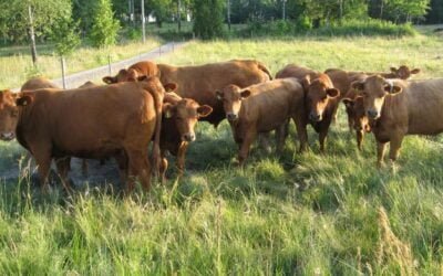 Mercado de haciendas con una caída de la faena y ajuste de valores al alza.