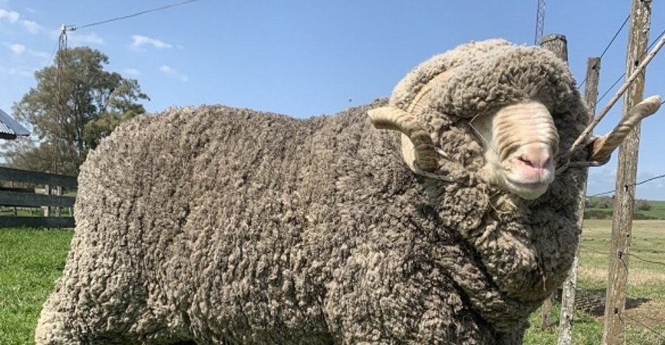Caída del precio internacional de la lana.