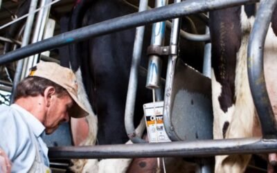 En mayo la remisión de leche creció 3%.