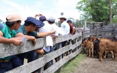 UTU. Centros de Aiguá y Santa Clara de Olimar comenzaron a trabajar con la raza Limangus.