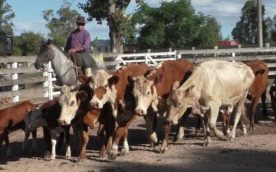 Con Enrique Bachino & Asociados, Campanero tuvo valores más ajustados al dispersar surtida oferta.