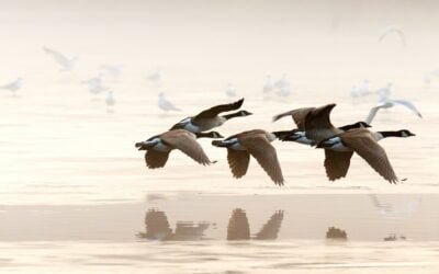 Organismos internacionales instan a los gobiernos a “asegurar la preparación para una pandemia de influenza aviar en todos los niveles”.