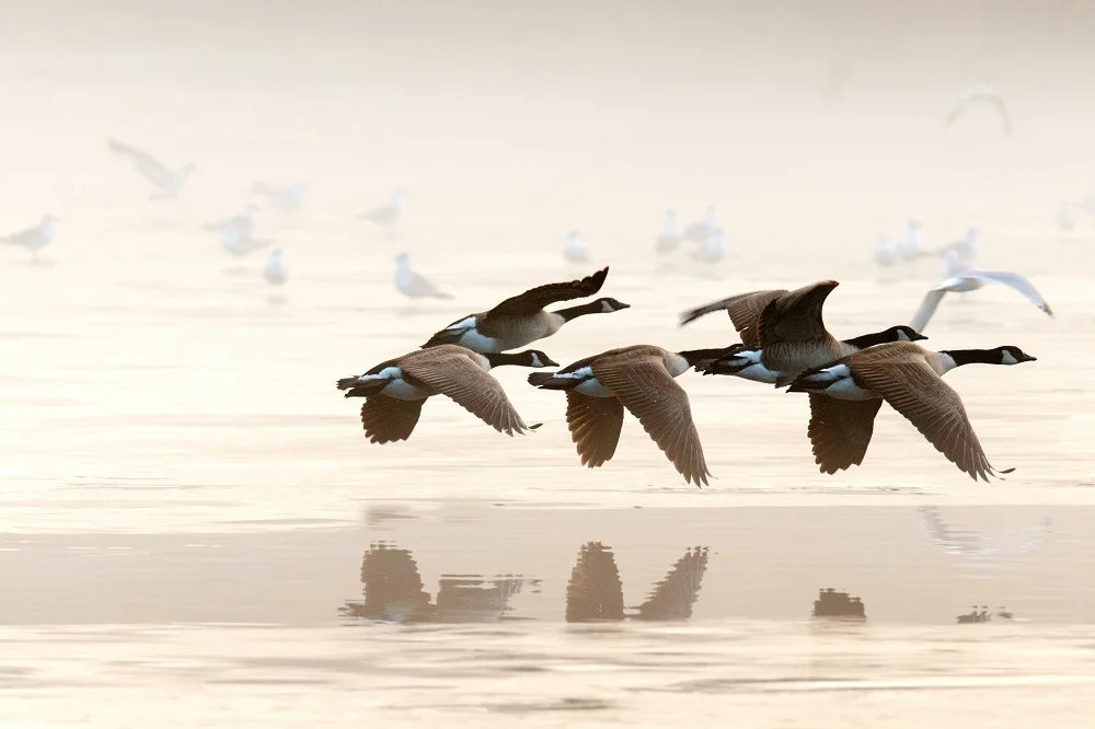 La IA y la tecnología podrían ayudar a revertir la alarmante extinción de aves.