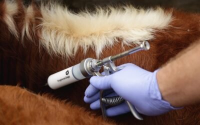 Dr. Mederos (Biogénesis Bagó): cuidados sanitarios para los terneros.