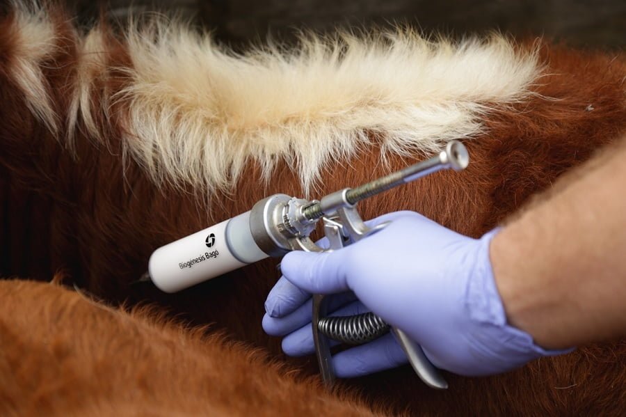 Dr. Mederos (Biogénesis Bagó): cuidados sanitarios para los terneros.