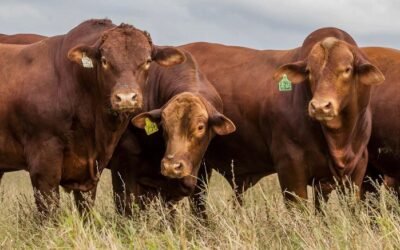 Argentina  se prepara para el Congreso Mundial Brangus el proximo año.