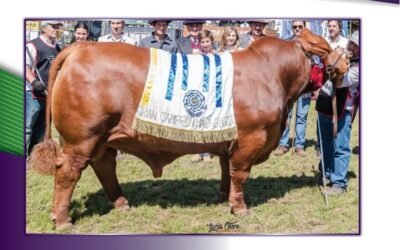 El mejor Brangus del mundo es paraguayo, el segundo australiano y el tercero uruguayo