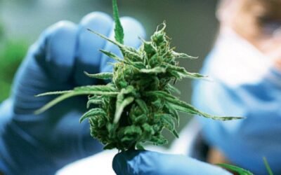 Uruguay abrió nuevos mercados: flores de cáñamo, semen equino y lengua.