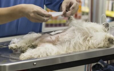 Avanza plan de castración canina y se pone foco en nuevas zoonosis peligrosas.