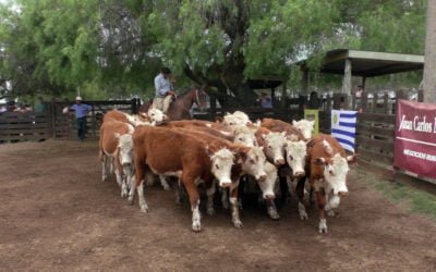 Buen cierre de año en “Cuchilla de Silvera”
