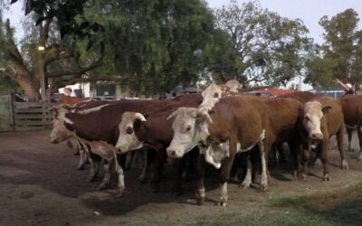 Con José María Clavijo, la pista en Don Bernardo fue ágil y tonificada.
