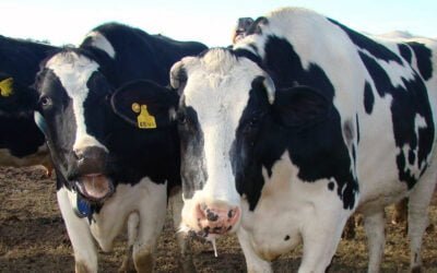 Cómo reducir los efectos negativos del estrés calórico en el ganado vacuno.