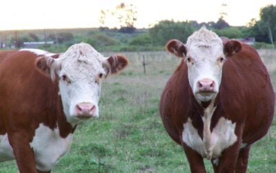 Un mercado sin acuerdo