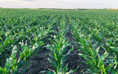 La generación millennials española dispuesta a romper con el cerco a los alimentos transgénicos.