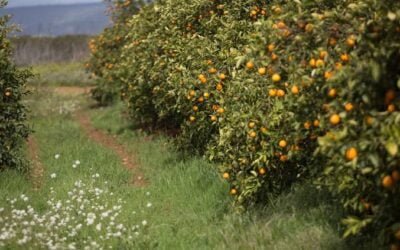 Servicios Agrícolas adoptó medidas de prevención ante plaga que afecta a citrus.