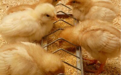 Presidente de INAC responde a la coordinadora avícola: “El mercado nacional está en manos de 2 o 3 que venden a valores que el consumidor no debería pagar”