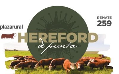 El viernes 9/12, Plaza Rural rematará los Hereford de Punta.
