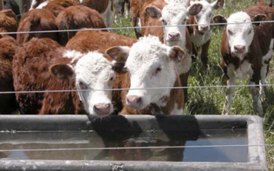 Ing. Montes: “Estamos a niveles relativamente bajos de faena para la cantidad de animales que se están produciendo”.