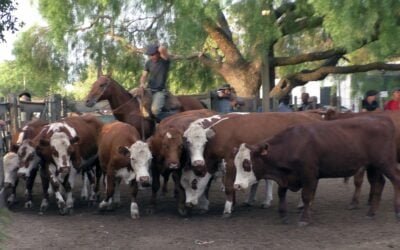 Con agilidad y valores del momento surtida oferta dispersó José M. Clavijo Negocios Rurales, en Don Bernardo.