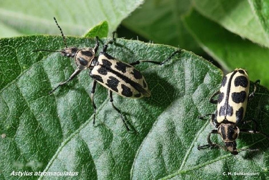 INIA trabaja para determinar qué toxina del escarabajo Siete de oro afecta al ganado.
