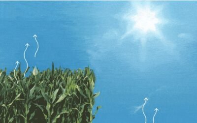 Evapotranspiración: cuidando el uso del agua