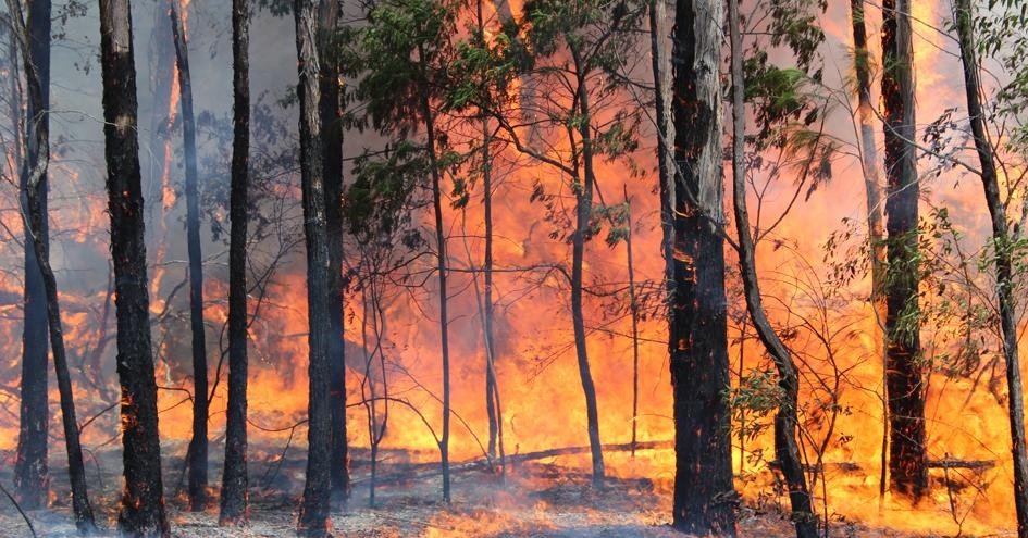 Medidas para prevenir incendios forestales y de campo.