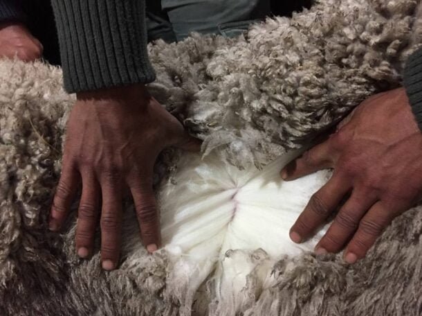 Exportaciones ovinas totales superan los US$ 56 millones en el arranque de 2026, con la lana fina a la cabeza