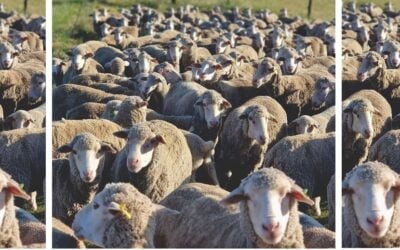 Negocios del mercado local de lanas.