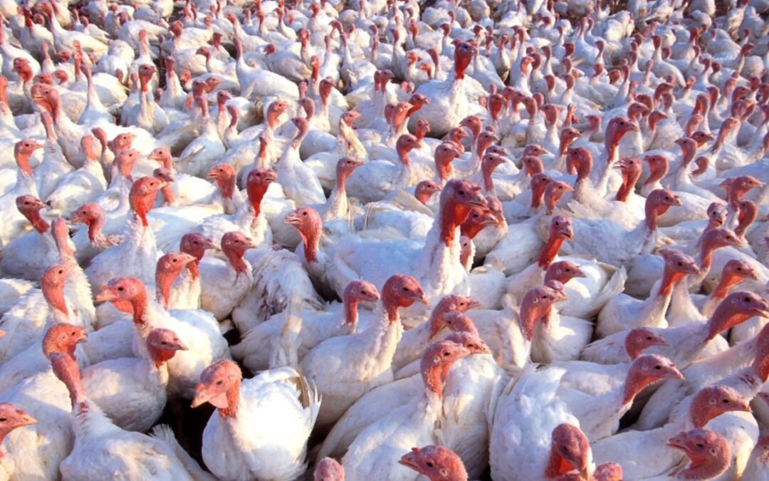 Chile aumentará su vigilancia contra la gripe aviar tras el incremento de casos en aves silvestres.