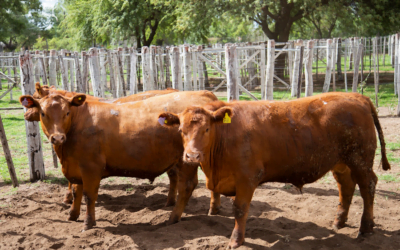 Novillo Mercosur: aumentos en las cotizaciones, excepto en Brasil