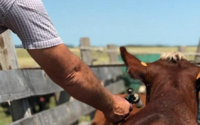 Hasta el miércoles 30 se vacunará contra la aftosa.