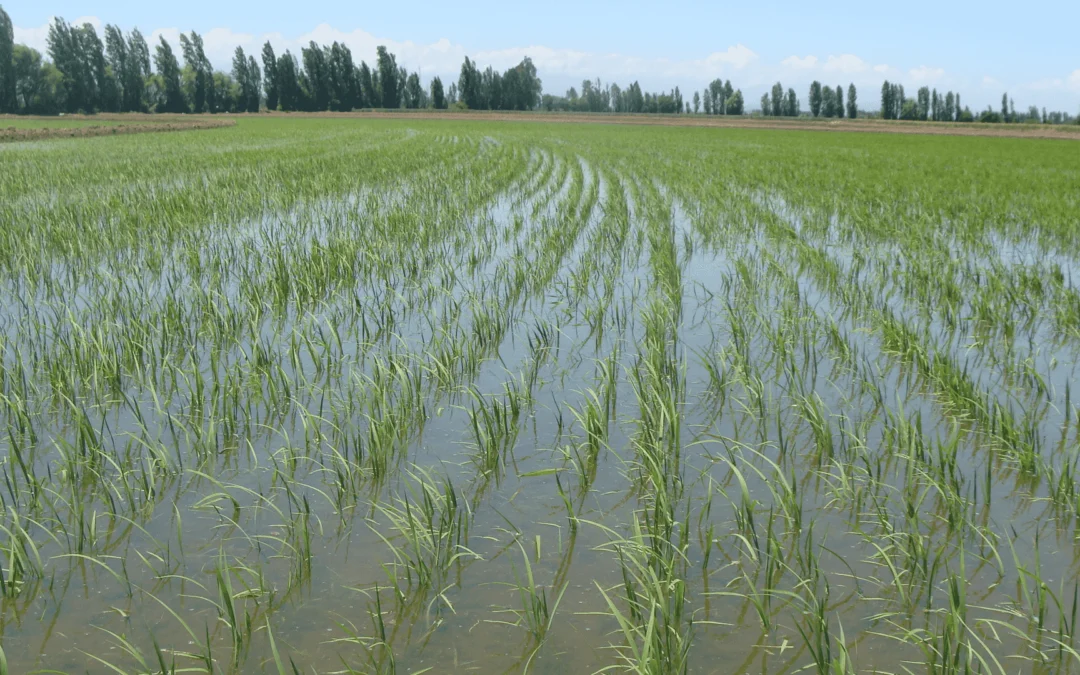 Paraguay. La soja busca un récord, mientras el arroz se ve amenazado por las lluvias y escasa luminosidad.