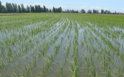 Sector arrocero uruguayo cerro el año con luces y sombras.