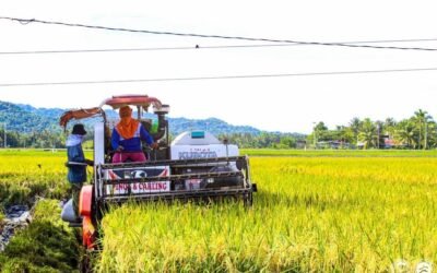 Un transgénico humanitario: Cosechan primeras 100 toneladas de arroz dorado en Filipinas.