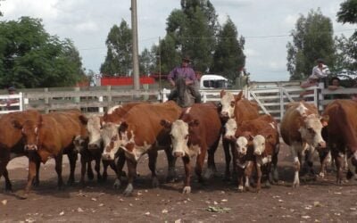 Pista ajustada al momento en el Campanero, con Enrique Bachino & Asociados.