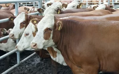 Reducida actividad en el mercado ganadero