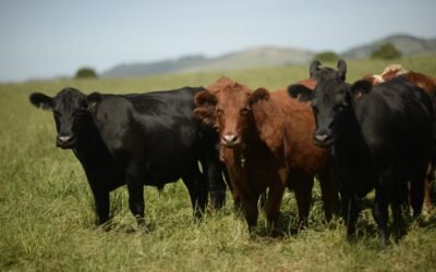 ACG: Moderada actividad en el mercado de ganados.