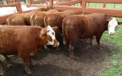 Precios al alza en el mercado ganadero