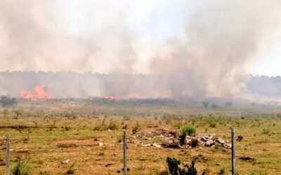 Productores brasileños temen por los incendios y la ley antideforestación de la UE.