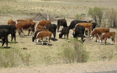 Hay tiempo hasta el 24 de enero para plegarse a la emergencia agropecuaria.