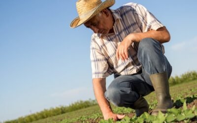 El Ministerio de Ganadería promueve contratación de seguros agrícolas con subsidios ante emergencia climática