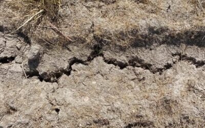 Déficit hídrico: UTE resolvió apoyo a productores.
