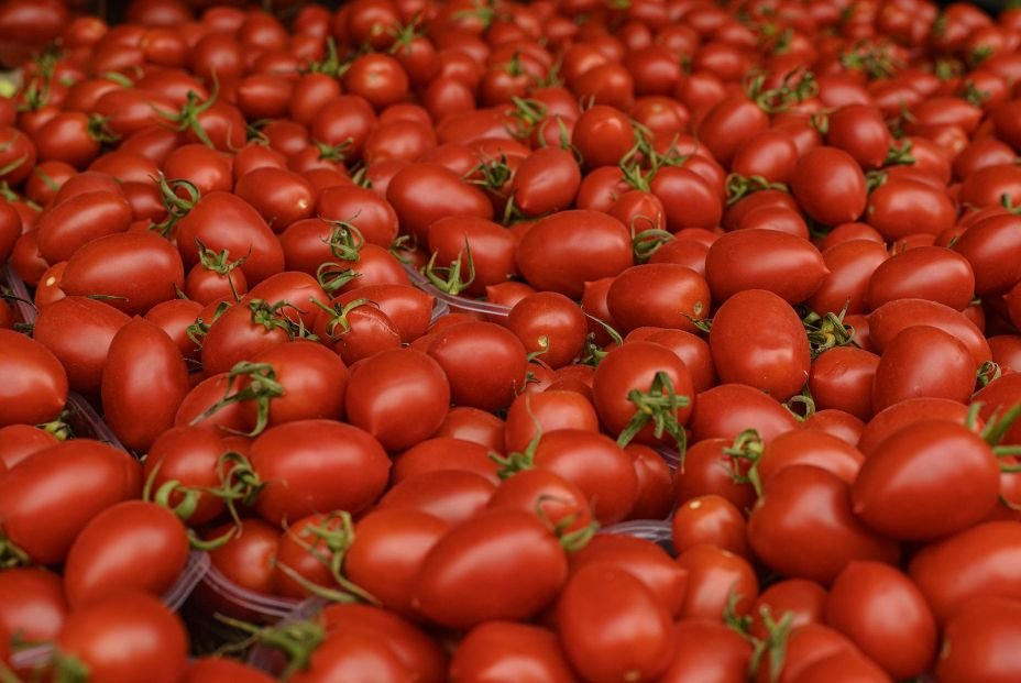 Próxima Cata Nacional de Tomates fue presentada en Punta del Este