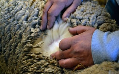 Australia implementa sistema de trazabilidad digital para su lana.