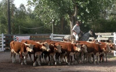 Enrique Bachino & Asociados: Campanero mostró una pista ajustada al momento climático.