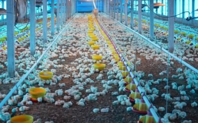 AFPU aclara quiénes integran la Comisión Directiva.