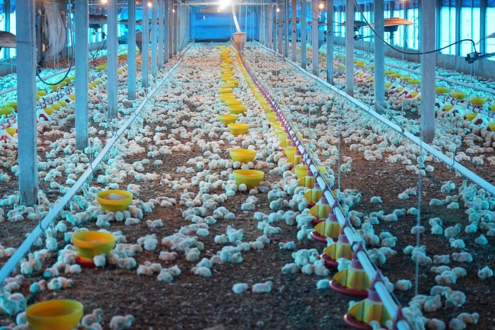 AFPU: “Nunca perdemos la esperanza de ser un país exportador de carne aviar”.