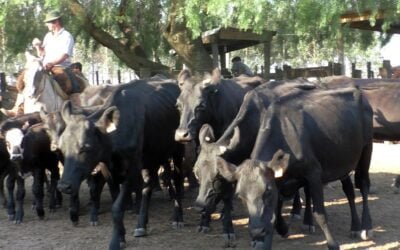 Juan Carlos Martínez Negocios Rurales, en Cuchilla de Silvera, tuvo un mercado firme y de interesantes valores.