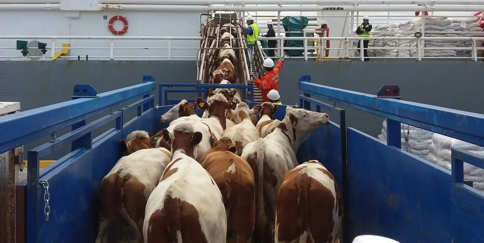 El 1° de mayo Nueza Zelanda dejará de exportar animales en pie. - Todo El  Campo
